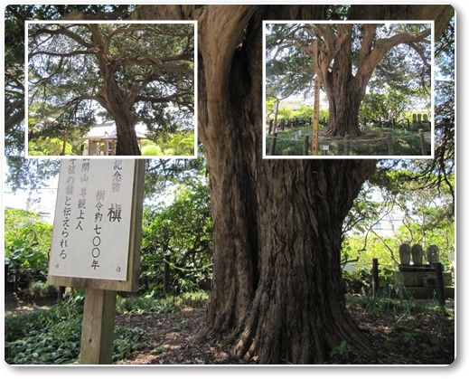 イメージ 11