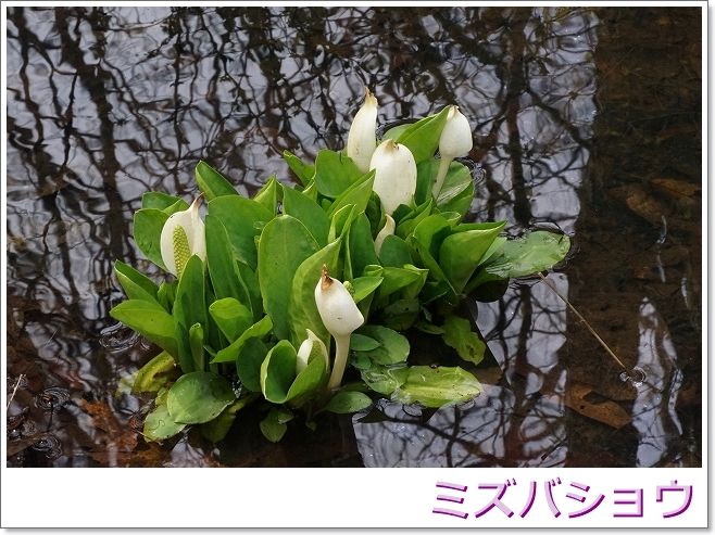 イメージ 25