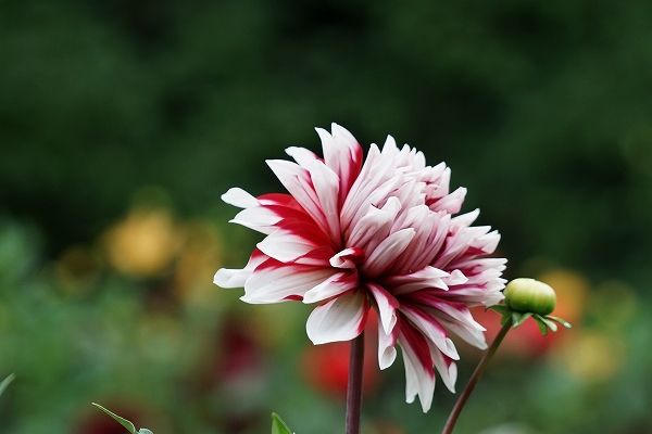 イメージ 15