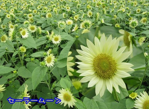 イメージ 7