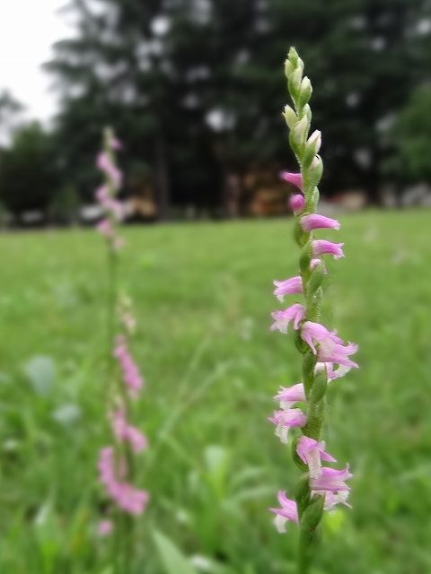 イメージ 11