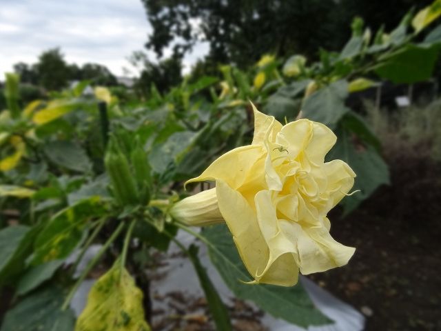 イメージ 11