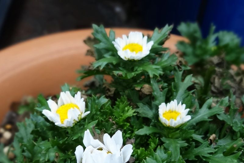 イメージ 7