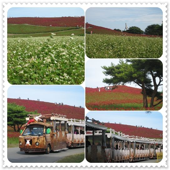 イメージ 5