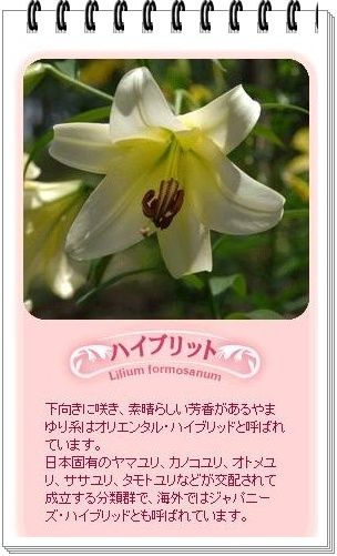 イメージ 7