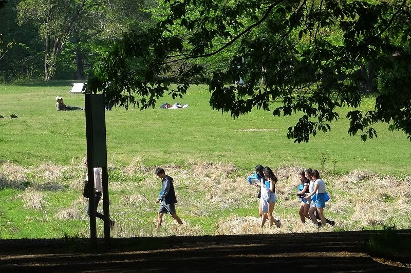 野川公園に咲く花 気ままな観光 野川公園に咲く花 気ままな観光
