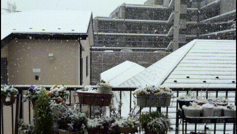 ベランダの花と雪 気ままな観光