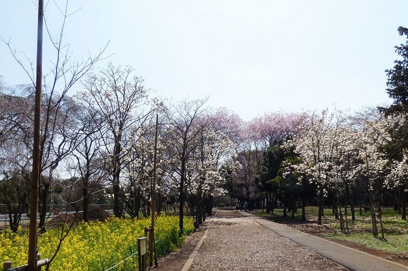 イメージ 7