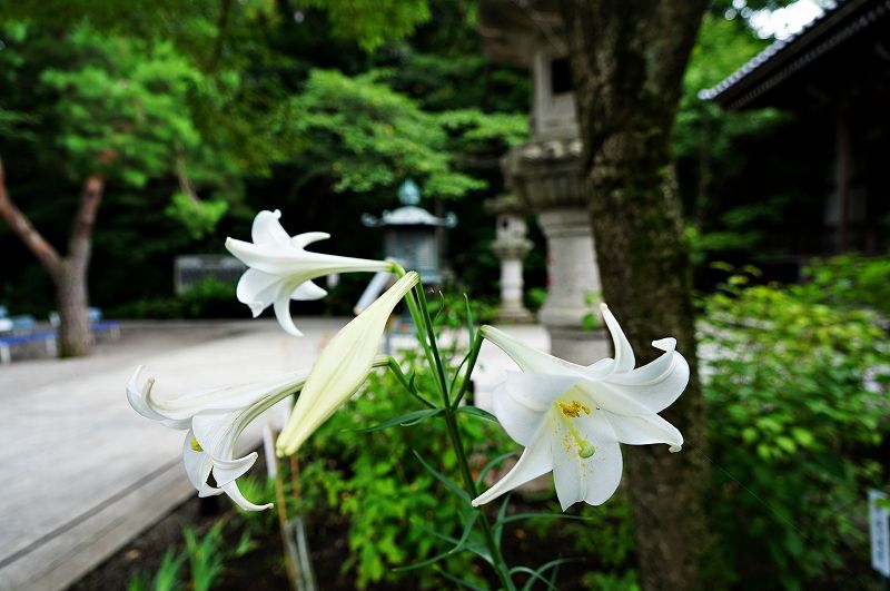 イメージ 6