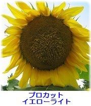 イメージ 13