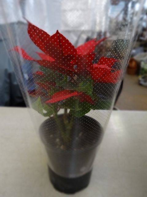 イメージ 6