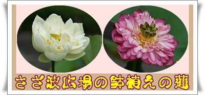 さざ波広場の鉢植えの蓮 気ままな観光