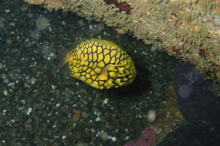 PC164190