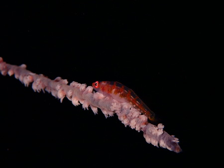 IMG_0423