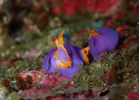 ﾑﾗｻｷｳﾐｺﾁｮｳ