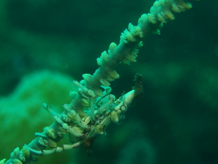 P1243586