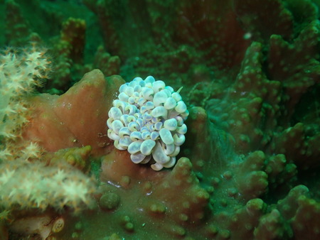 P5200071