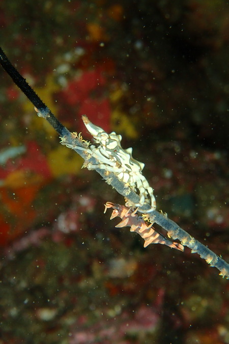 P9140454