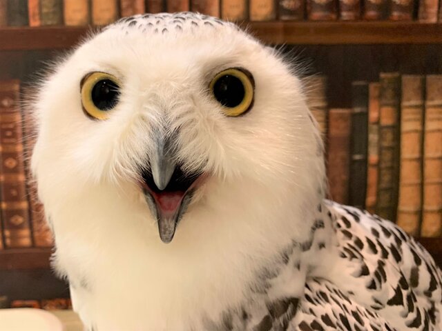 博多の イケメン フクロウ達 フクロウのみせblog 博多の イケメン フクロウ達 フクロウのみせblog