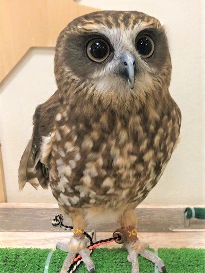 ニュージーランドアオバズクの あおば フクロウのみせblog ニュージーランドアオバズクの あおば フクロウのみせblog
