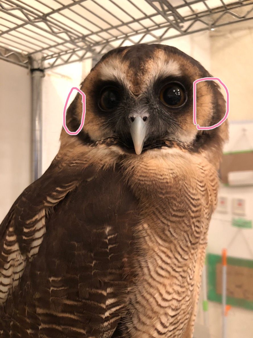 フクロウの耳ってどこにある フクロウのみせblog フクロウの耳ってどこにある フクロウのみせblog