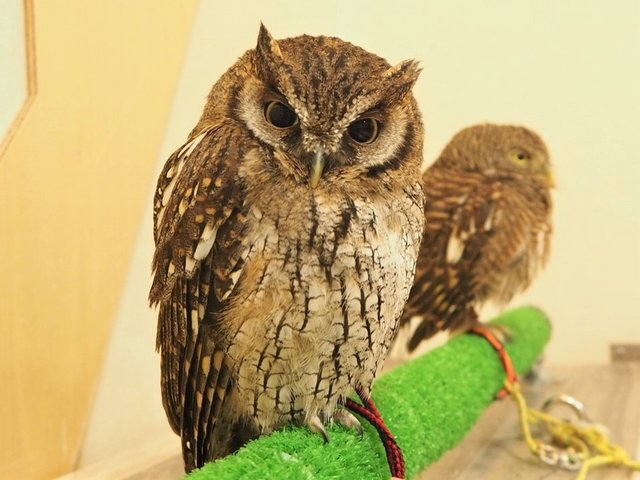 ふくろうの鳴き声のヒミツ 彡 フクロウのみせblog ふくろうの鳴き声のヒミツ 彡 フクロウのみせblog