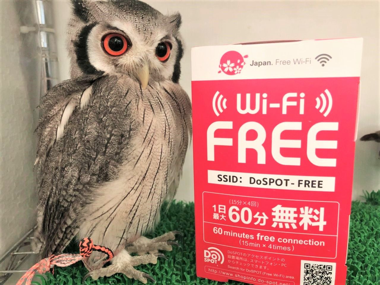 フリーwi Fiで フクロウの写真を撮りまくろう フクロウのみせblog フリーwi Fiで フクロウの写真を撮りまくろう フクロウのみせblog