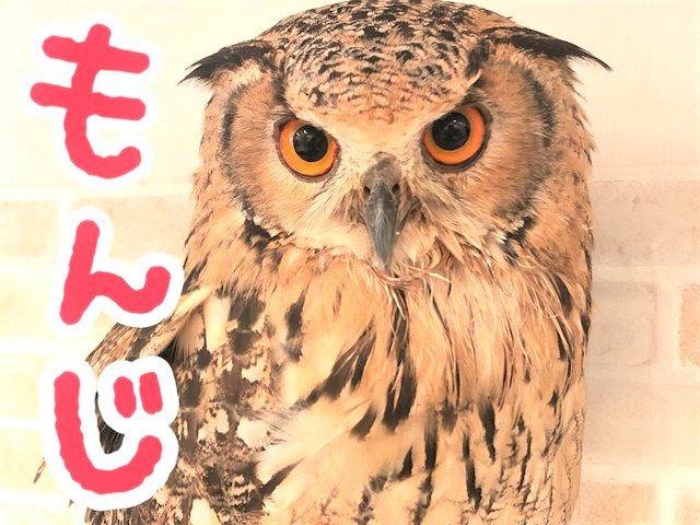 ベンガルワシミミズクの「もんじ」♪ : フクロウのみせblog