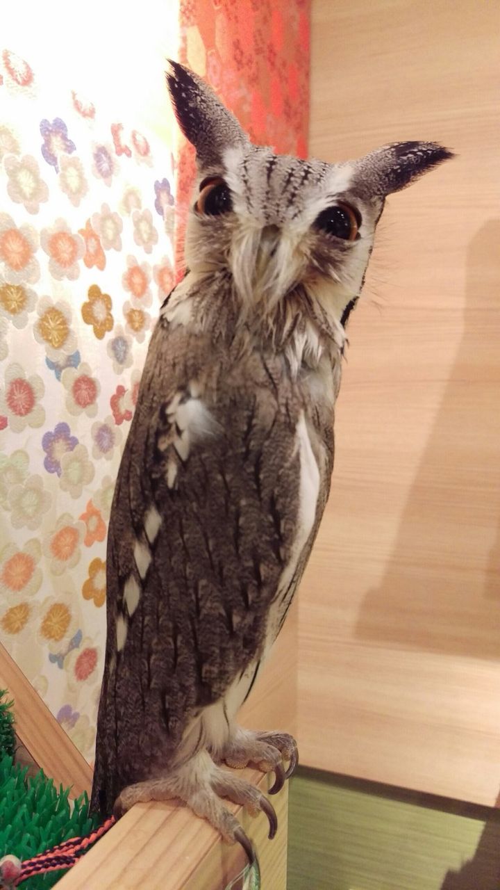 アフリカオオコノハズクの もなか フクロウのみせblog