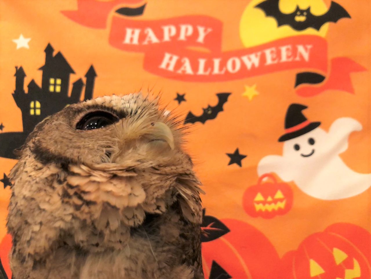 フクロウ達の可愛い可愛い足 フクロウのみせblog