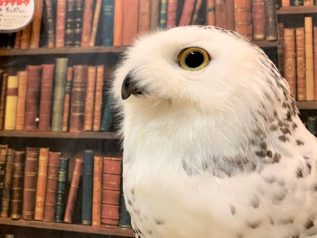 フクロウ の名前の由来って フクロウのみせblog