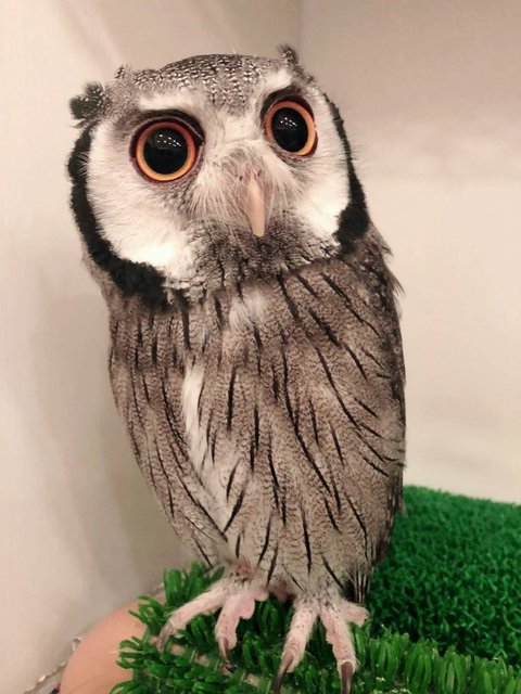 日本 に生息するフクロウさん フクロウのみせblog 日本 に生息するフクロウさん フクロウのみせblog