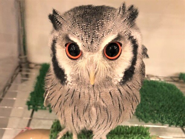 フクロウの 鳴き声 いろいろ フクロウのみせblog フクロウの 鳴き声 いろいろ フクロウのみせblog
