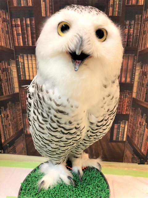 フクロウ の名前の由来って フクロウのみせblog