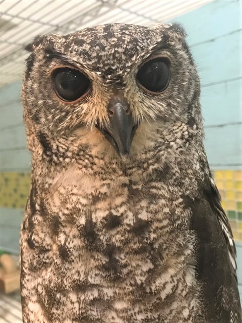 フクロウ の名前の由来って フクロウのみせblog