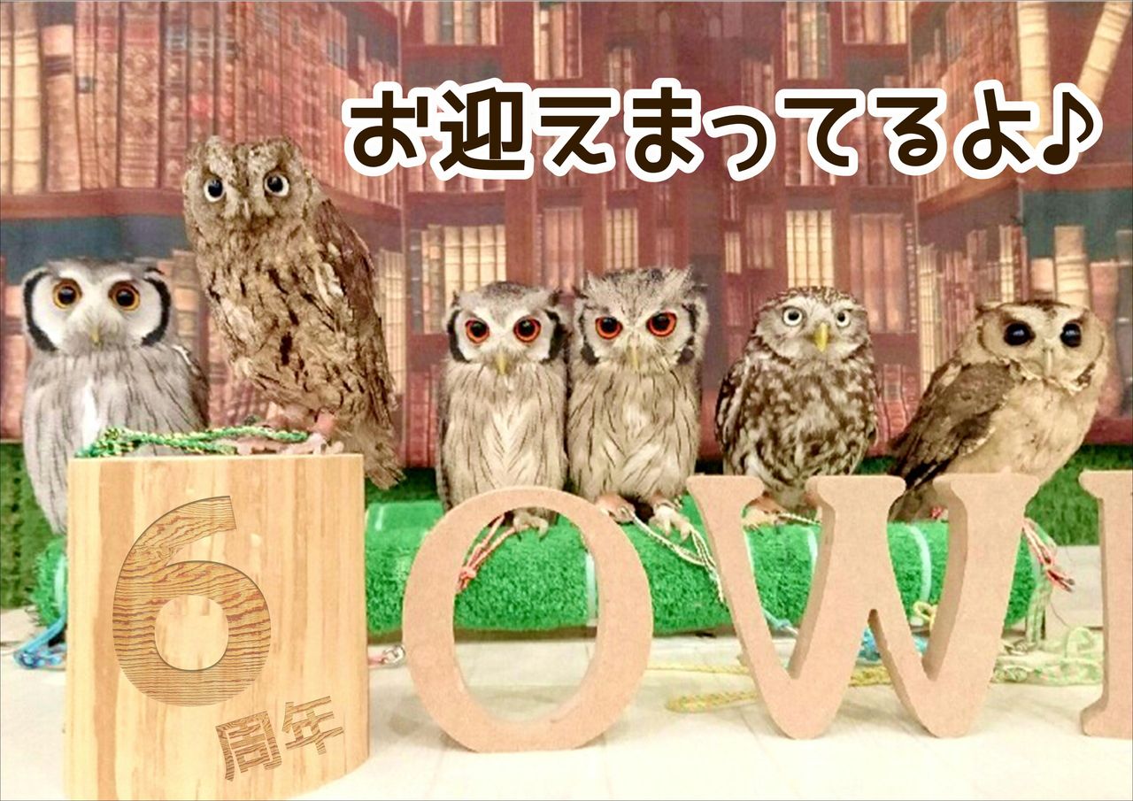 コキンメフクロウの でん フクロウのみせblog コキンメフクロウの でん フクロウのみせblog