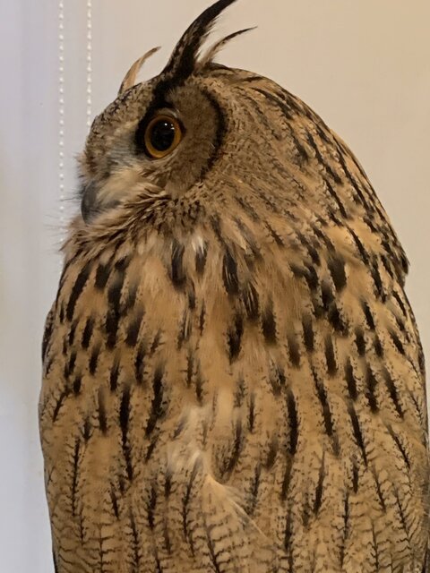 フクロウさんの「飼育環境」☆ : フクロウのみせblog