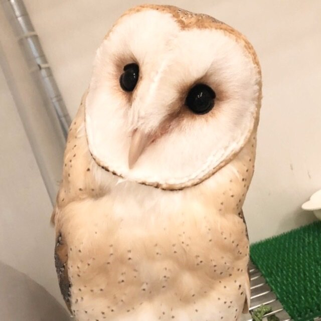 フクロウたちの名前の由来 フクロウのみせblog