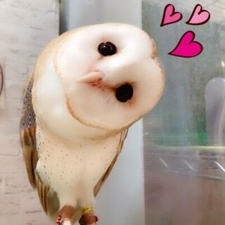 誰にあげたい バレンタイン フクロウのみせblog