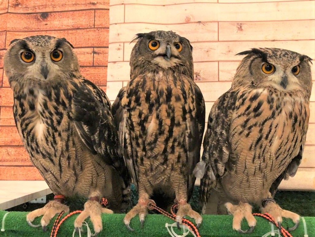 3羽のユーラシアワシミミズク フクロウのみせblog 3羽のユーラシアワシミミズク フクロウのみせblog