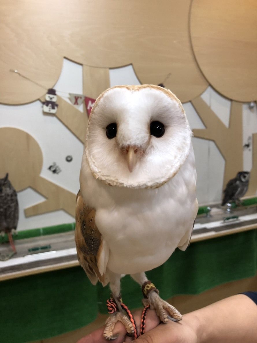 ハリポタと言えば 何フクロウ フクロウのみせblog ハリポタと言えば 何フクロウ フクロウのみせblog