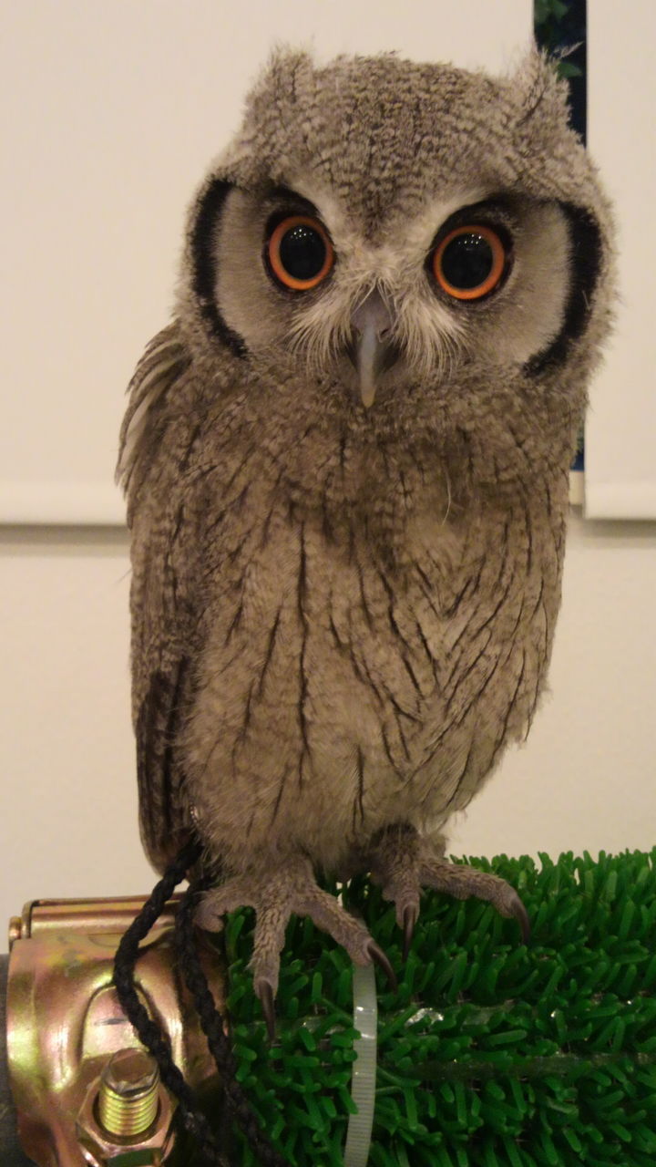 アフコノ まろ ご予約 ニセメン アフコノの巣立ち フクロウのみせblog アフコノ まろ ご予約 ニセメン アフコノの巣立ち フクロウのみせblog
