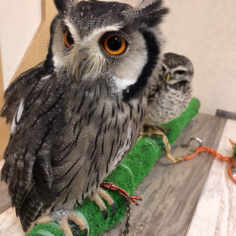 フクロウ は何を食べるの フクロウのみせblog フクロウ は何を食べるの フクロウのみせblog