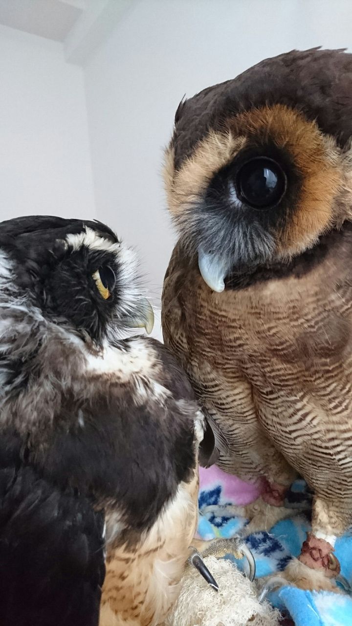 フクロウが「2羽」いる生活・・♪ : フクロウのみせblog フクロウが「2羽」いる生活・・♪ : フクロウのみせblog