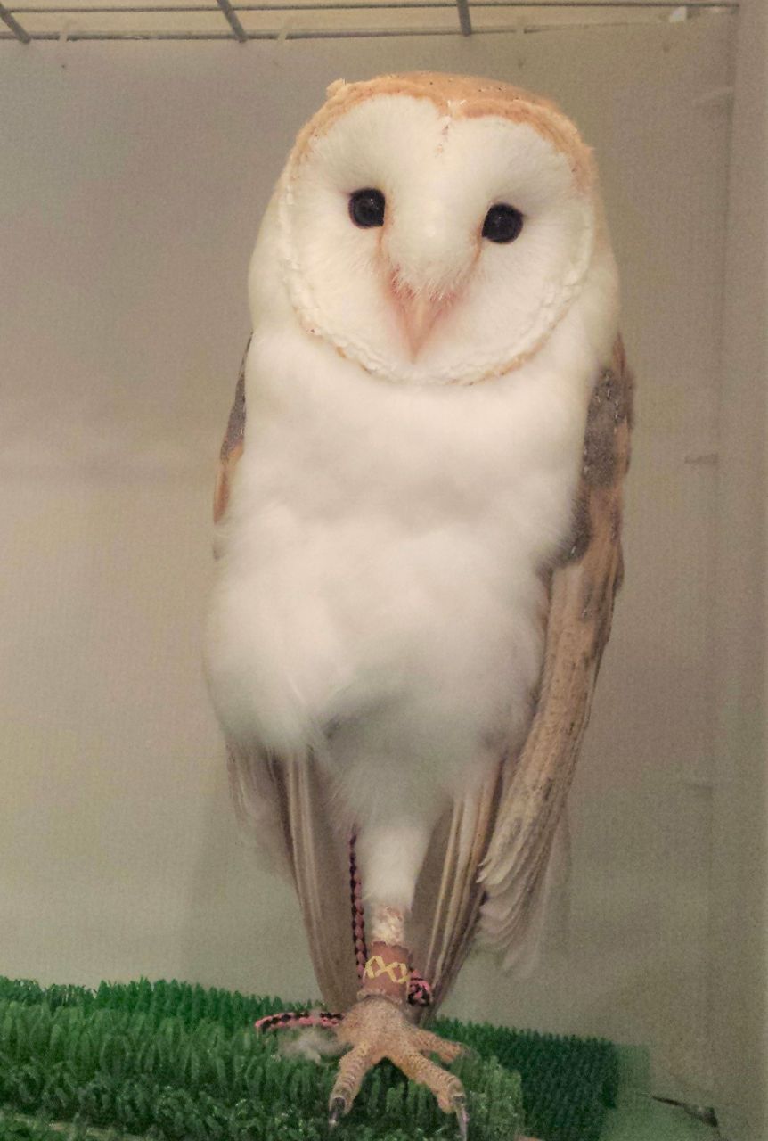 ユーラシアワシミミズクの べあ フクロウのみせblog ユーラシアワシミミズクの べあ フクロウのみせblog