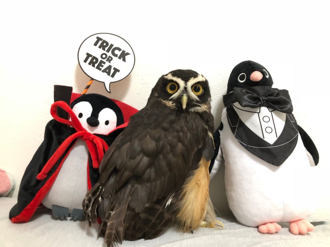 メガネフクロウのノアちゃん 彡 フクロウのみせblog メガネフクロウのノアちゃん 彡 フクロウのみせblog
