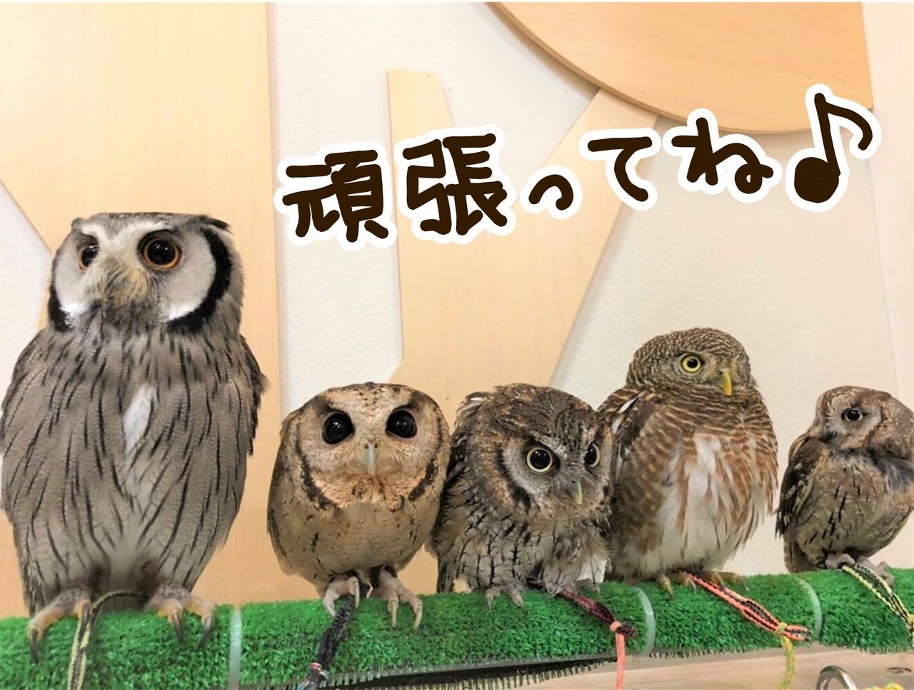 フクロウさんの後姿クイズ フクロウのみせblog フクロウさんの後姿クイズ フクロウのみせblog