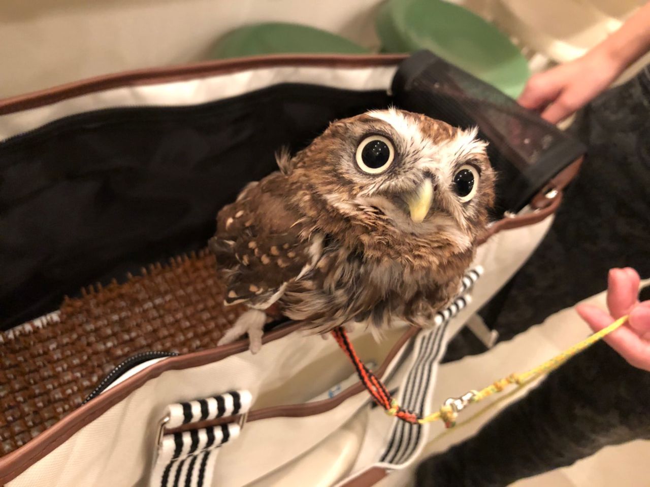 コキンメ なの お迎え フクロウのみせblog