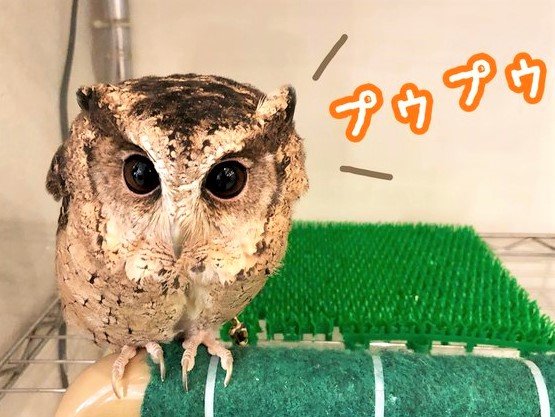 スンダオオコノハズクの ちくわ フクロウのみせblog スンダオオコノハズクの ちくわ フクロウのみせblog