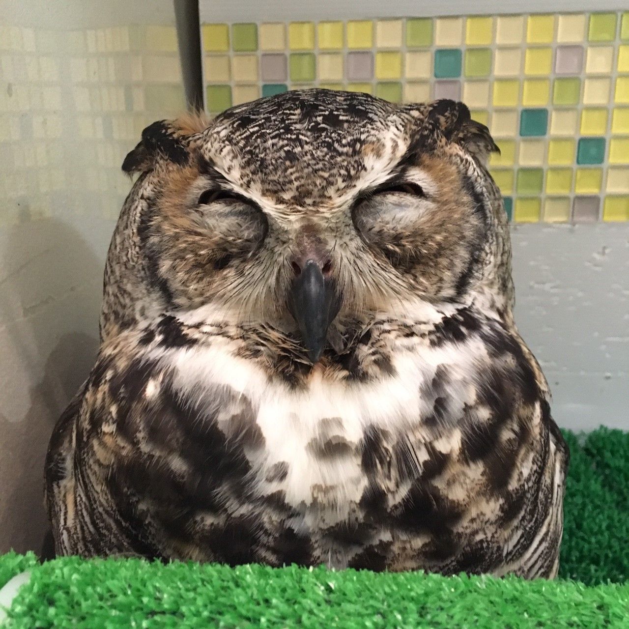 北米最強 アメリカワシミミズク フクロウのみせblog 北米最強 アメリカワシミミズク フクロウのみせblog